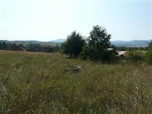 Pastva kôz na lokalite Bohunice_TML_6510_096